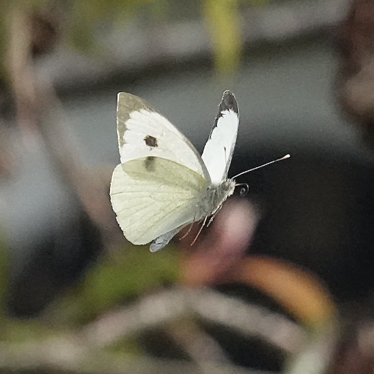 large white